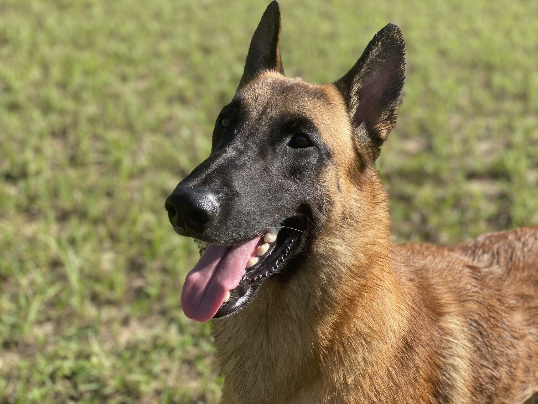 Rainessence Belgian Malinois – AKC Champion and Grand Champion Belgian ...