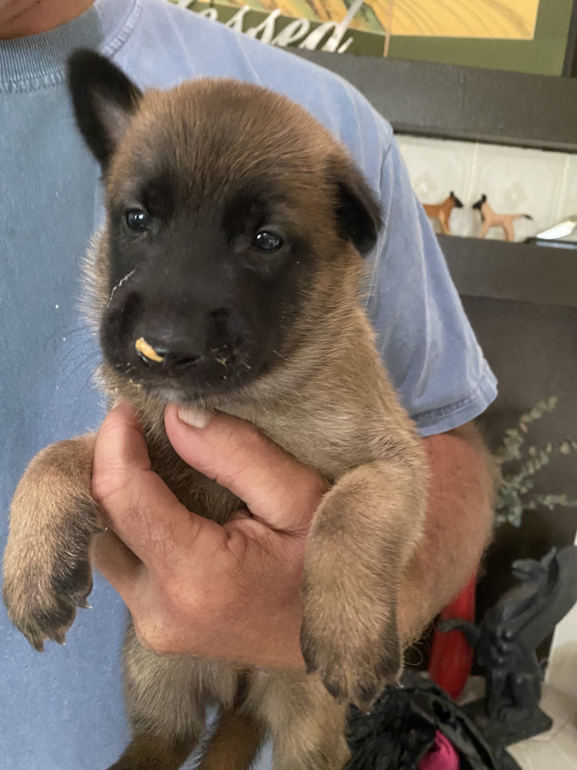 AKC Belgian Malinois Puppies – 4 Weeks Old – Rainessence Belgian Malinois