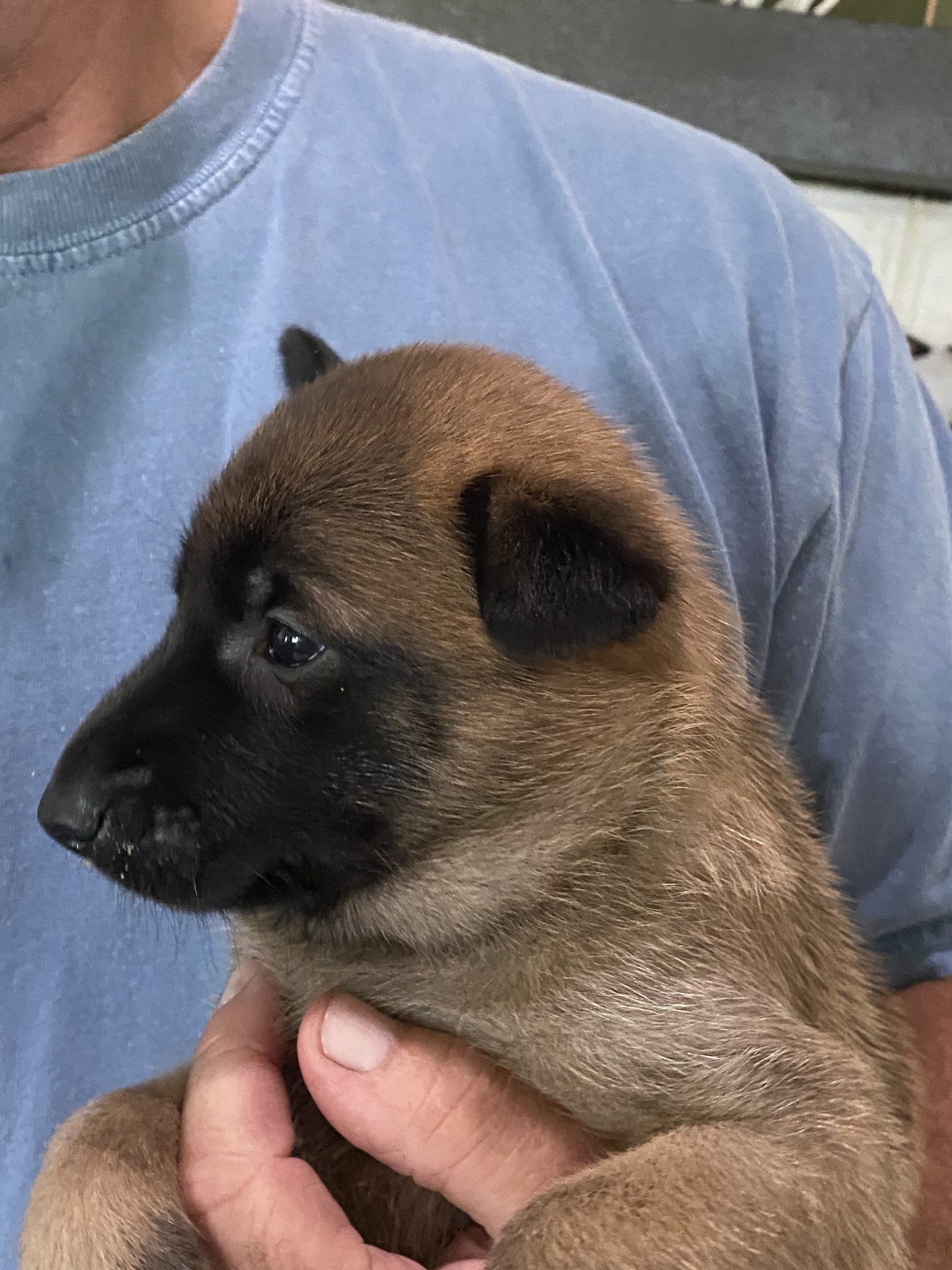 AKC Belgian Malinois Puppies – 4 Weeks Old – Rainessence Belgian Malinois