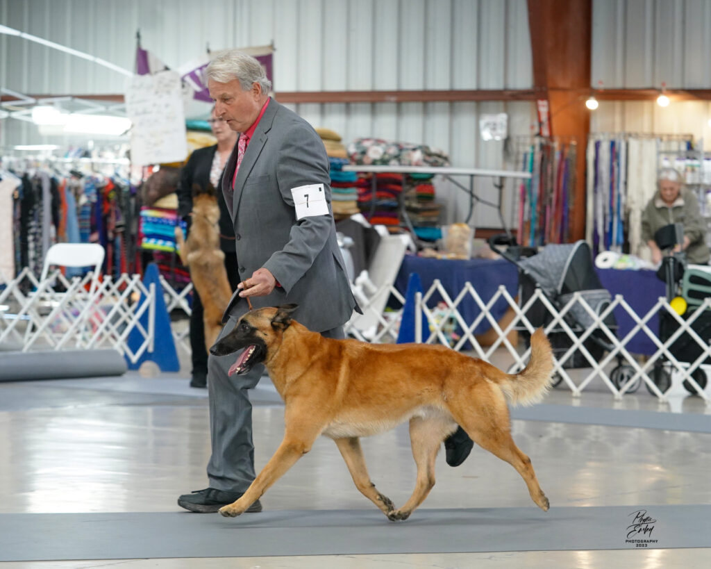 Belgian Malinois